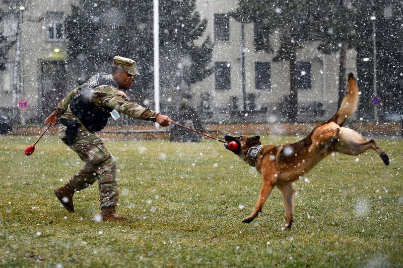 Military Working Dog Training in Germany