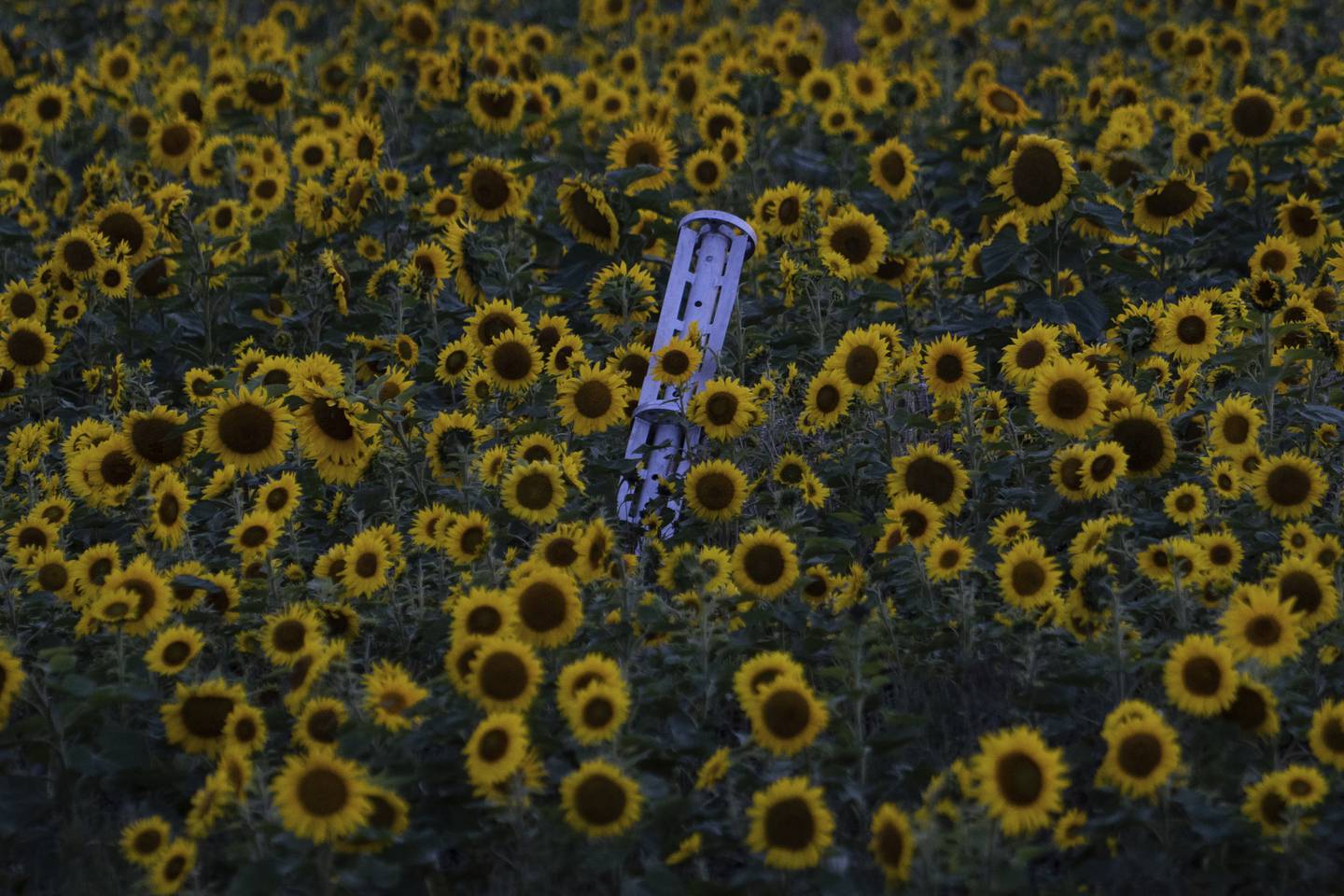 A cluster ammunition rocket lies on a sunflower field at sunset, in the recently retaken area of Kharkiv region, Ukraine, Friday, Sept. 23, 2022.