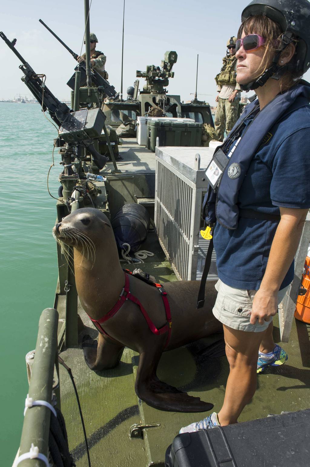 Sea lions, dolphins still fleet's underwater guardians