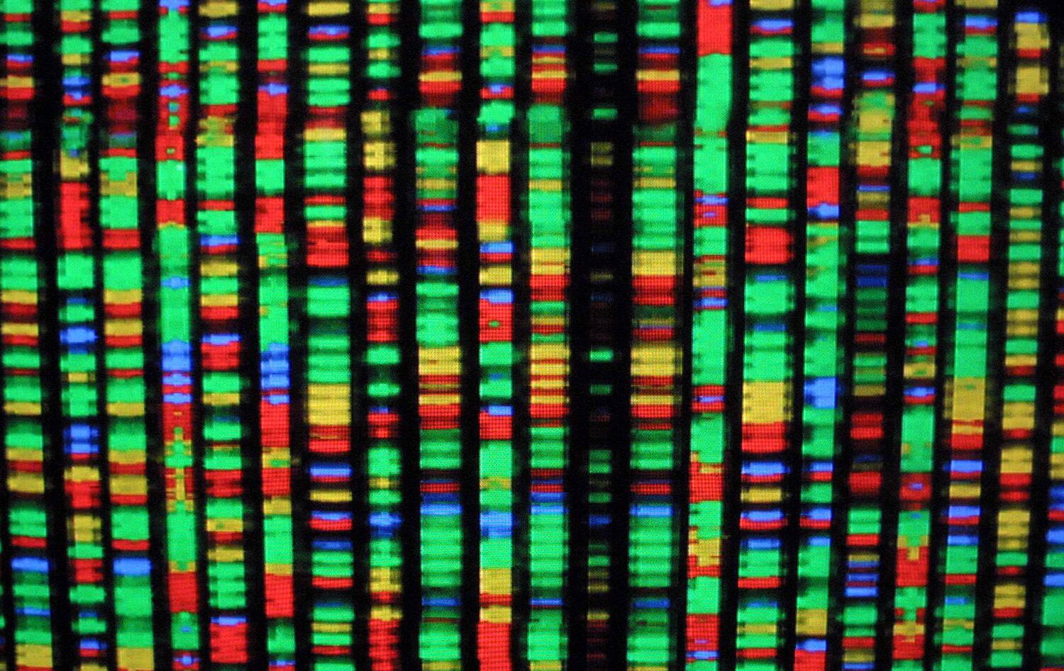 A digital representation of the human genome Aug. 15, 2001, at the American Museum of Natural History in New York City. Each color represents one the four chemical compenents of DNA.